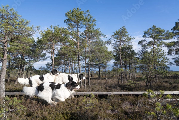 Fototapeta Seli Bog, Estonia - May 04 2025: Happy Landseer Dogs Enjoying a Bog walk at Seli Mire. Spring Morning in Scenic Wetland with Peat Moss, Swamp Grass, and Reflections in bog pool.
