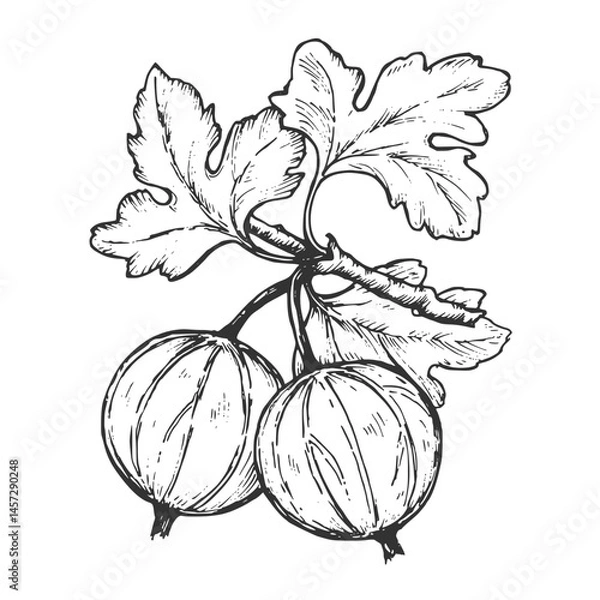 Obraz Sketch pen and ink vintage gooseberry illustration, draft silhouette drawing, black isolated on white background. Food graphic etching design.	