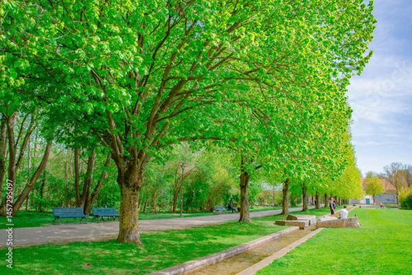Obraz "Peaceful spring day in Ingolstadt park with lush green trees and sunny walking path.