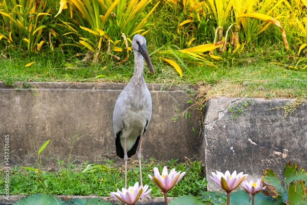 Fototapeta Egrets gracefully standing near blooming lotus flowers in a serene garden by a tranquil waterway during golden hour