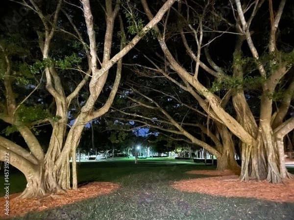 Obraz trees in the park