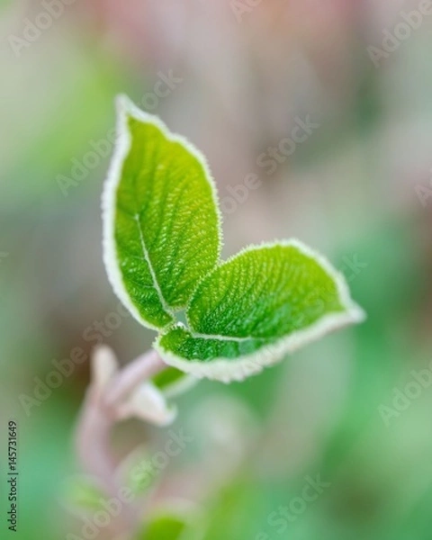 Fototapeta Young tree leaves in spring against soft defocused background