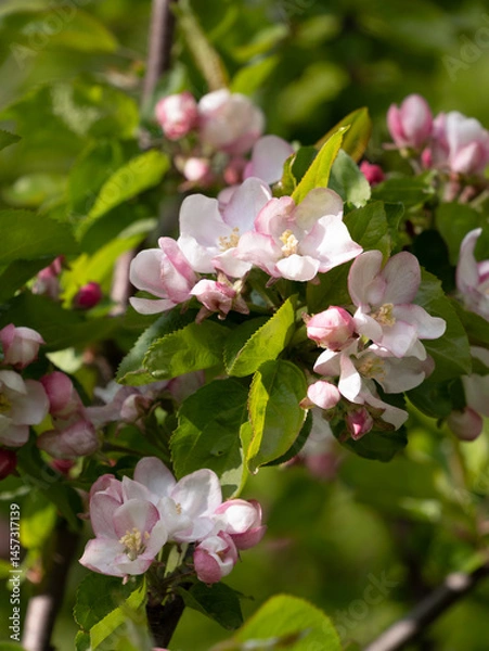 Obraz apple tree branch covered with pink flowers, flowering period