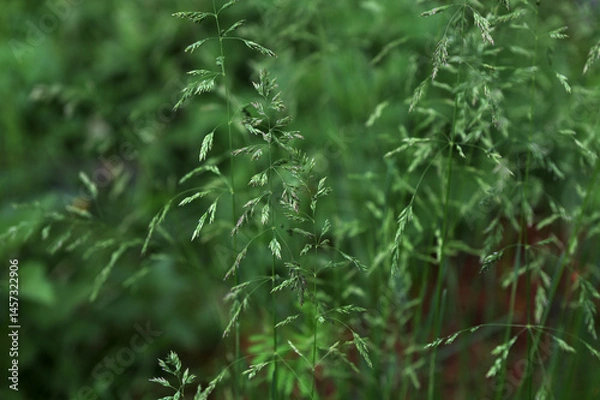 Fototapeta In the meadow among wild grasses in the pasture grows Poa