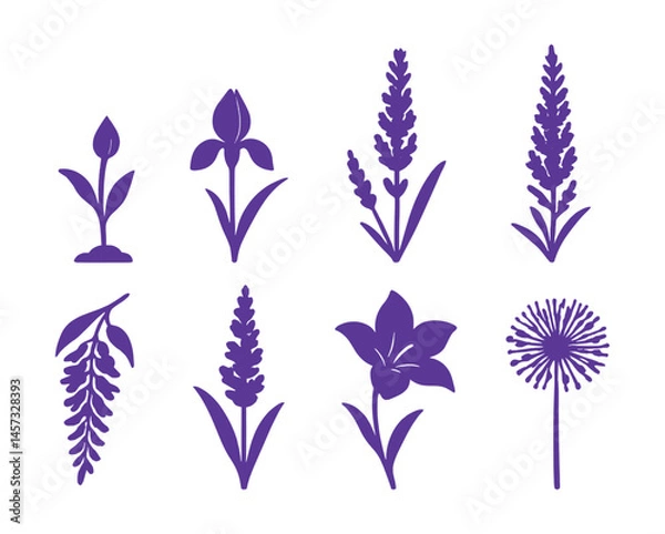 Fototapeta Botanical flourish: purple flower growth silhouettes icons set – bud, blossom, bloom, lavender, lily, allium. Vector icons set