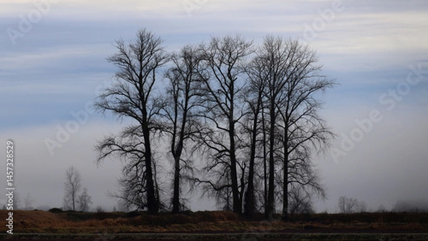 Obraz Autumn contours of few leafless trees
