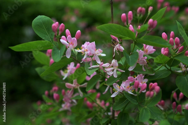 Fototapeta Tatarian honeysuckle (Lonicera tatarica) blooming in the garden.