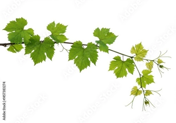 Obraz Vine branch with vibrant green leaves against isolated on white background