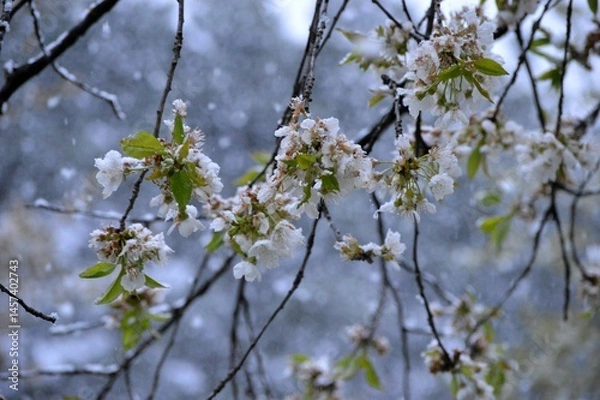 Fototapeta cherry blossoms in spring under the snow