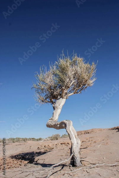 Fototapeta Saxaul tree, Gobi Desert