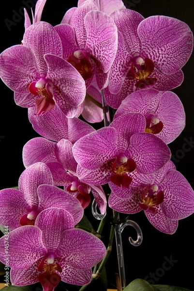 Fototapeta Orchideenblüten