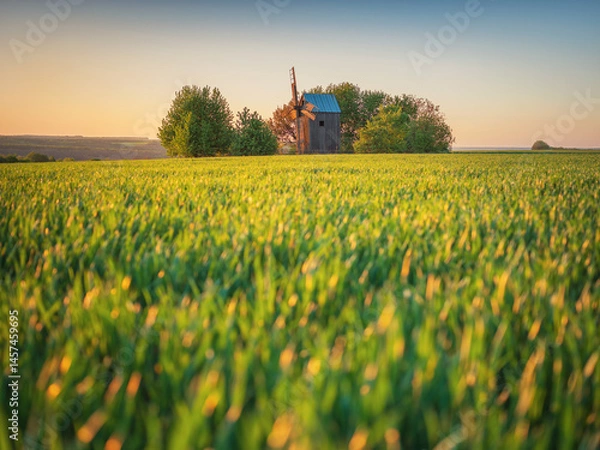 Obraz landscape view to green wheat filed and old wooden mill in morning light