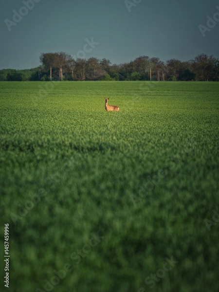 Obraz portrait view to alone roe deer in green wheat field in morning twilight