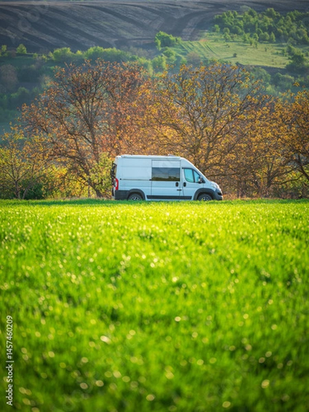 Obraz portrait view to white van between green wheat field and trees in morning light