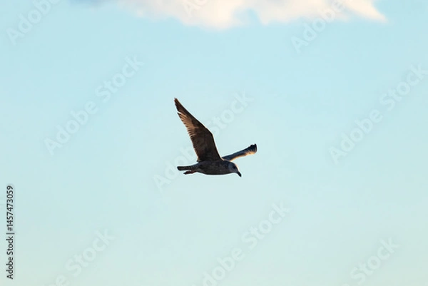 Fototapeta A gull soars through a bright blue sky, wings outstretched, with a fluffy white cloud in the background.