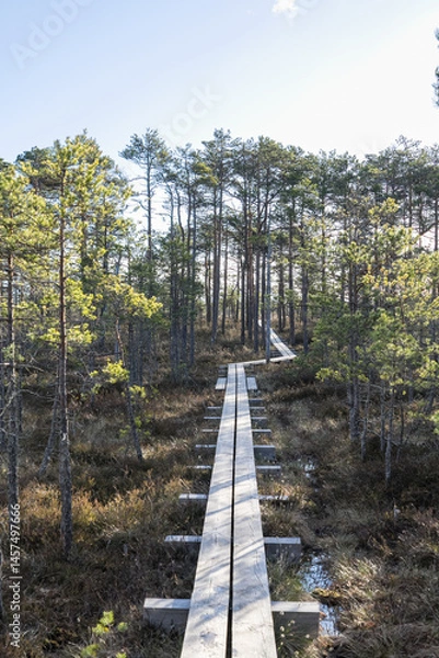 Fototapeta Seli, Estonia: May 04 2025: Typical bog landscape in nature reserve – floating peat moss mat, soft mossy ground, swamp hollow, poor bonsai pines, and bright blue sky with white clouds on a clear day.
