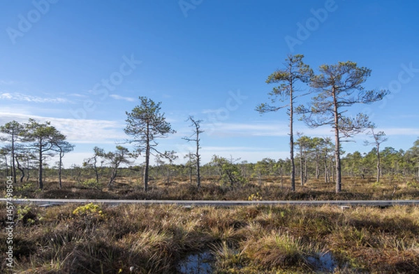 Fototapeta Seli, Estonia: May 04 2025: Typical bog landscape in nature reserve – floating peat moss mat, soft mossy ground, swamp hollow, poor bonsai pines, and bright blue sky with white clouds on a clear day.