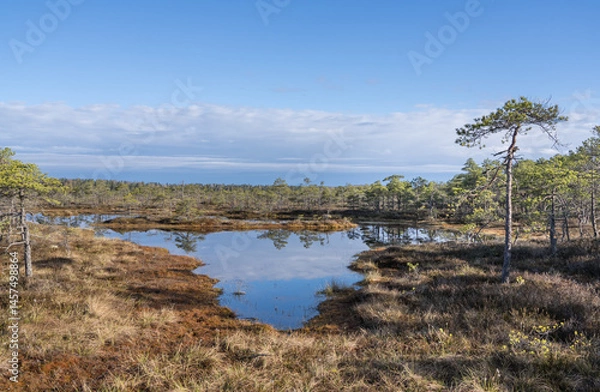 Fototapeta Seli, Estonia - May 04 2025: Symmetrical Mire Hollow in Seli Raised Bog. Reflections of Bonsai Pines, Blue Sky, and Clouds on Still Water on a Bright Spring Day in Protected Wetland Landscape