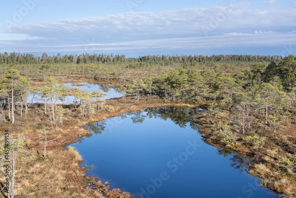 Fototapeta Seli, Estonia - May 04 2025: Symmetrical Mire Hollow in Seli Raised Bog. Reflections of Bonsai Pines, Blue Sky, and Clouds on Still Water on a Bright Spring Day in Protected Wetland Landscape