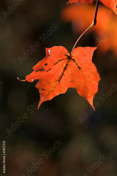 Fototapeta red maple