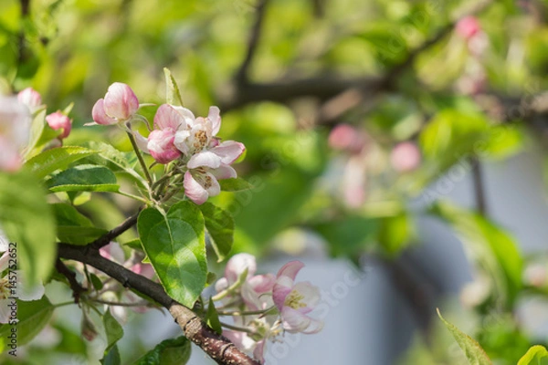 Fototapeta Blühender Apelbaum
