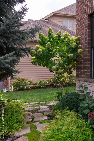 Obraz A spectacular limelight hydrangea bush in full bloom graces the corner of this brick Georgian, lending a romantic feel to the corner of the house.	