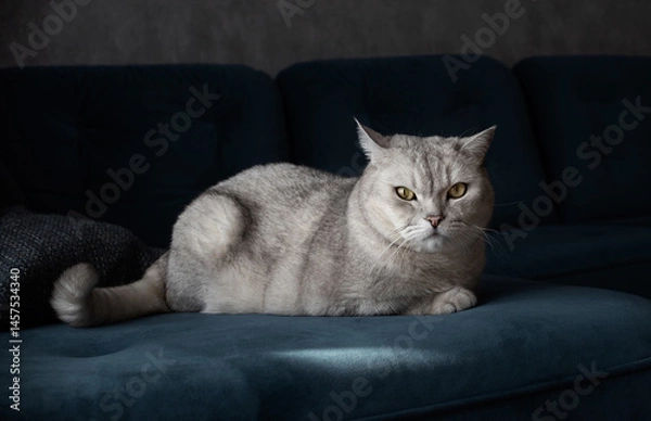 Obraz cat on sofa at home