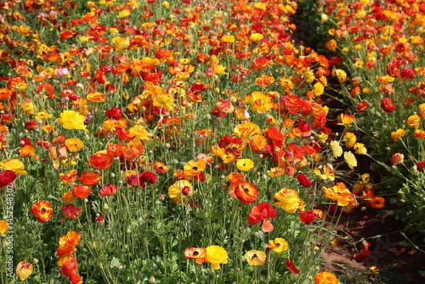 Obraz orange ranunculus 