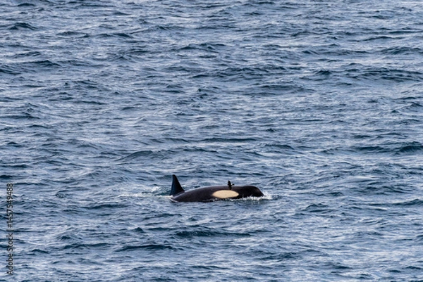 Fototapeta Close-up of a killer whale, Orcinus orca, swimming in the waters of the Antarctic peninsula, near Anvers Island.