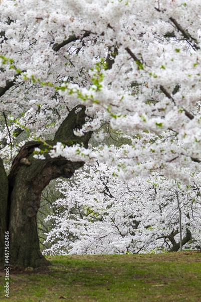 Obraz Sakura Cherry Blossom Trees in Springtime