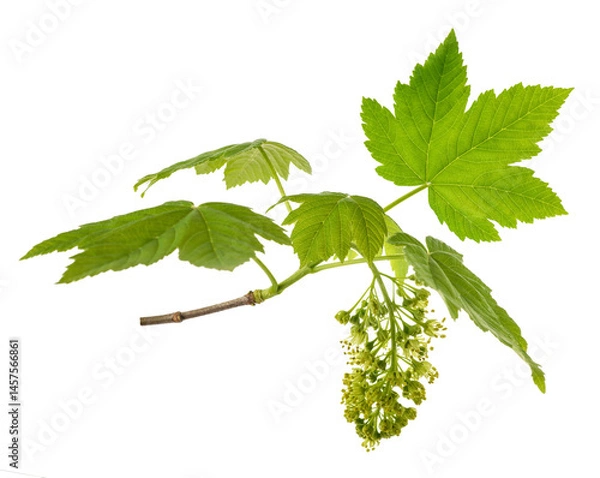 Obraz Maple brranch with leaves and flowers