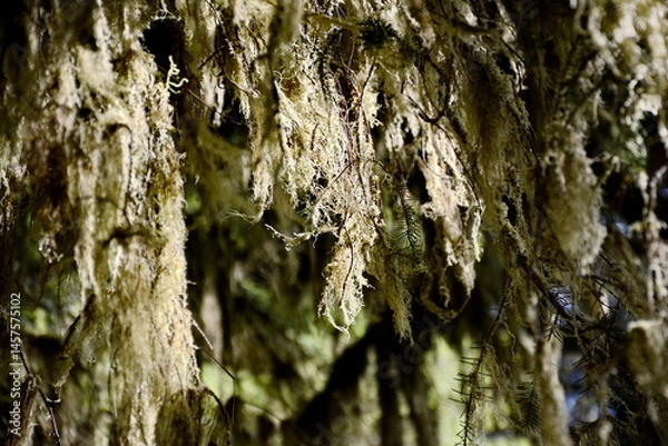 Obraz A scenic view of trees and trails in Carmanah Walbran Provincial Park, Vancouver Island, Canada