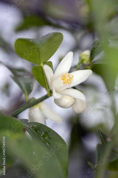 Obraz ユズ（柚）の花