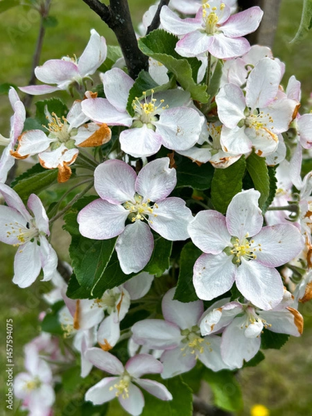 Obraz apple tree blossom