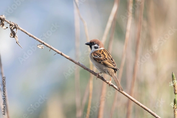 Obraz 枯れ草にとまるスズメ