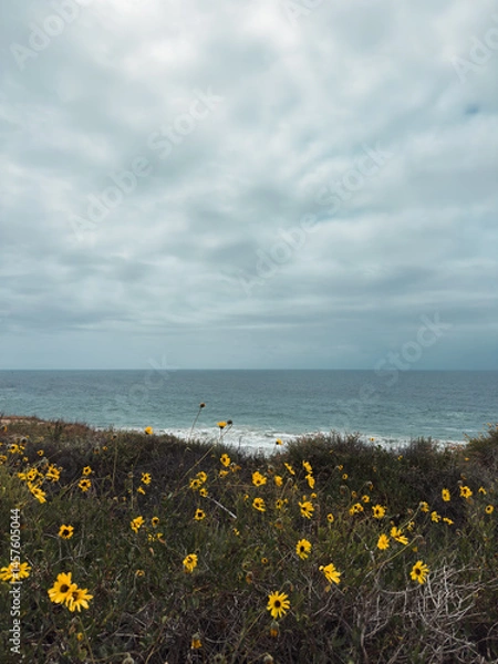 Fototapeta Yellow wild flowers above the beach with ocean and clouds in the distance 