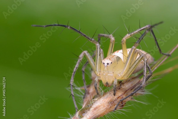 Obraz Striped lynx spider