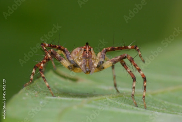 Obraz Striped lynx spider