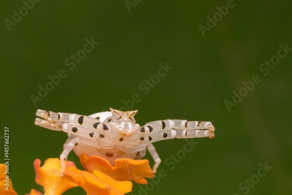 Obraz Whitebanded Crab Spider