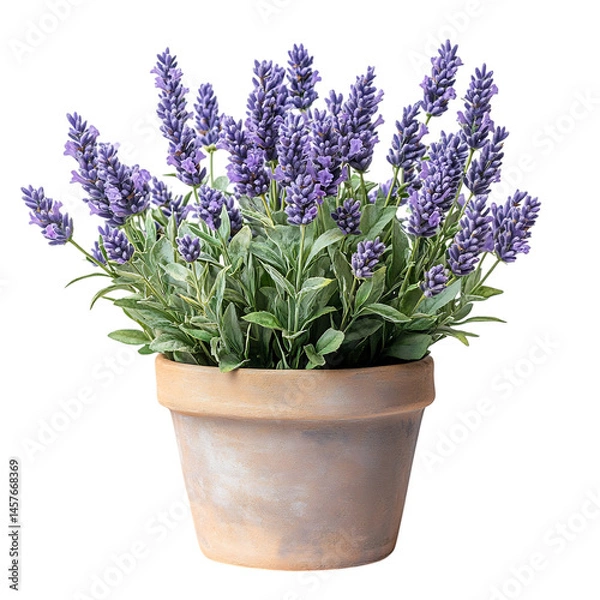 Fototapeta A Small Potted Lavender Plant with Soft Purple Bloom Isolated on Transparent Background