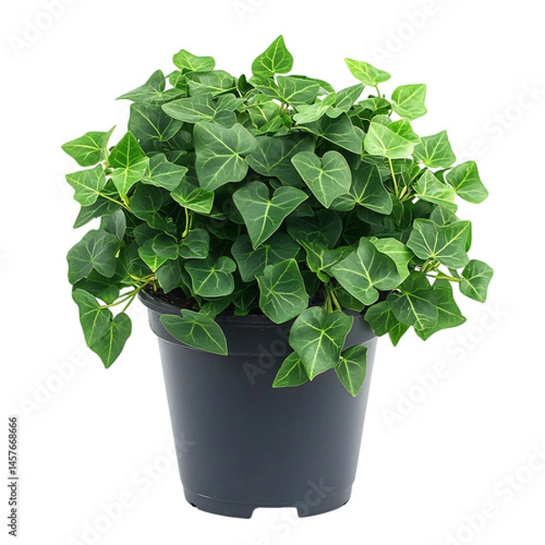 Fototapeta A Compact Potted Ivy Plant with Small Dark Green Leaves Isolated on Transparent Background