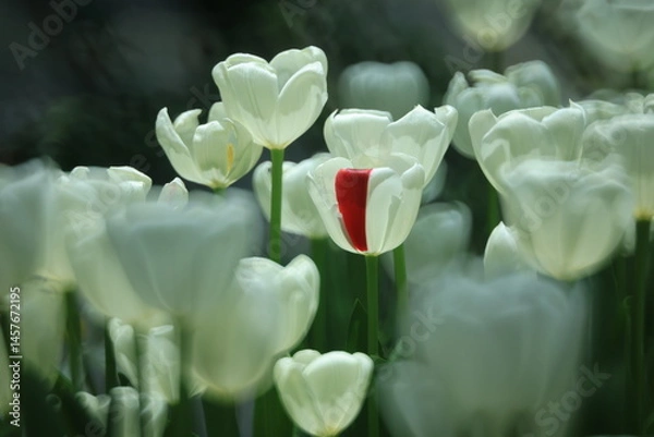 Fototapeta Beautiful tulips in the selected cool season dome using cool waste from the regasification process at its liquefied natural gas (LNG) receiving terminal in Rayong. FLORA EXHIBITION HALL ,Thailand
