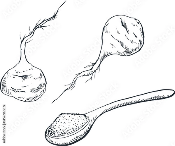 Obraz Illustration sketch of maca spice plant for traditional Indonesian Asian cooking spices