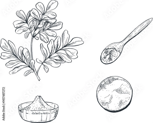 Obraz Illustration sketch of moringa spice plant for traditional Indonesian Asian cooking spices