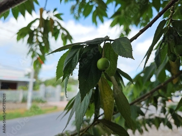 Obraz Close-up view of a green Muntingia calabura fruit hanging on a branch surrounded by vibrant green leaves, with sunlight filtering through the foliage.