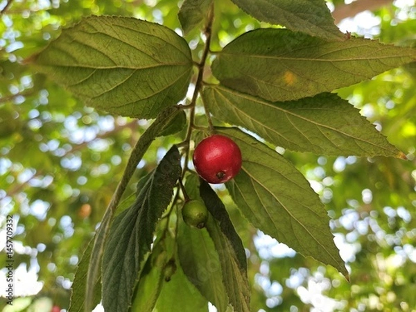 Obraz A ripe Muntingia calabura fruit hanging beneath lush green leaves on a sunlit tree branch in the Mekong Delta, Vietnam.