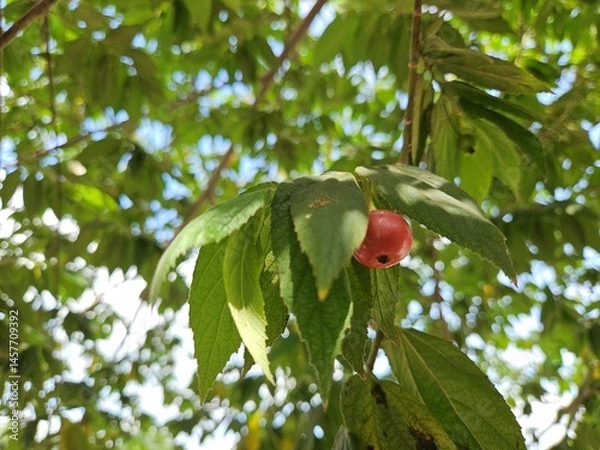 Obraz A ripe Muntingia calabura fruit hanging beneath lush green leaves on a sunlit tree branch in the Mekong Delta, Vietnam.