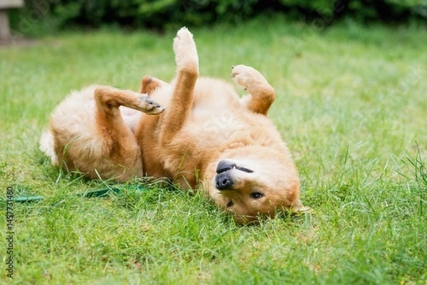 Fototapeta Playful Shiba Inu Rolling on Grass..
