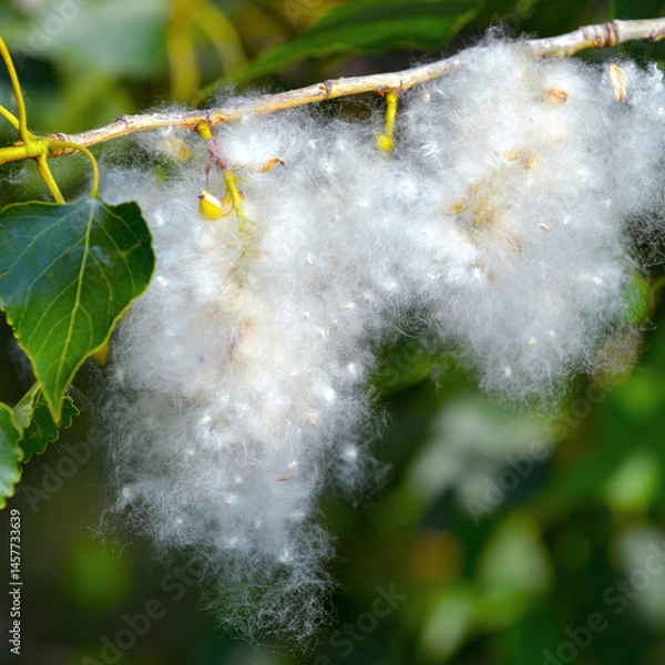 Fototapeta A detailed close-up of fluffy white poplar cotton clinging to a green branch with leaves on a june day