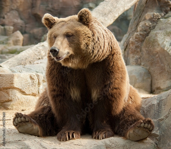 Obraz Funny brown bear